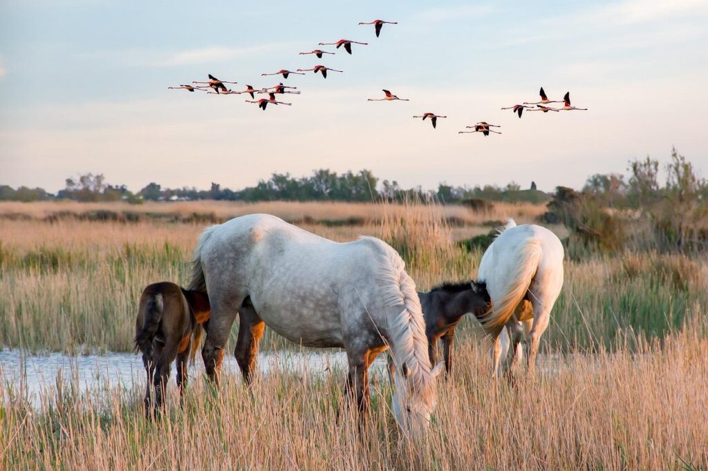 Retraite en Camargue pour démarrer un nouveau chapitre de sa vie, proposée aux participants du Pays Basque, des Landes et du Béarn.